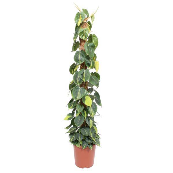 Baumfreund – Philodendron Scandens Brasil 150cm – Ø27cm – Kletterpflanze mit Moosstock – Herzförmige Blätter – Pflegeleichte Zimmerpflanze für Wohnzimmer, Büro & Wintergarten