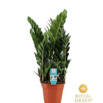 Zamioculcas – Glücksfeder – Zimmerpflanze ↕75cm – Ø21cm – Robuste & pflegeleichte Grünpflanze – Luftreinigende Pflanze für Wohnzimmer, Büro & Eingangsbereich