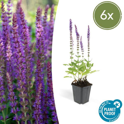 Blüten – Salbei – Salvia nemorosa 'Ostfriesland' – ↕10-25cm – Ø9cm – 6 Pflanzen – Lila Blüten – Pflegeleichte Staude – Sonniger Standort