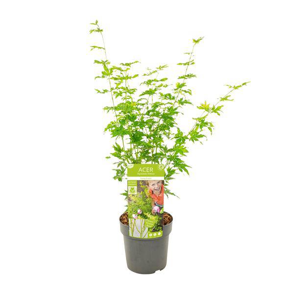 Japanischer Fächerahorn Acer palmatum ‘Going Green’ Gartenpflanze Ø19cm ↕50cm – winterharte Pflanze für Garten, Balkon, Terrasse, Kübel & Beet