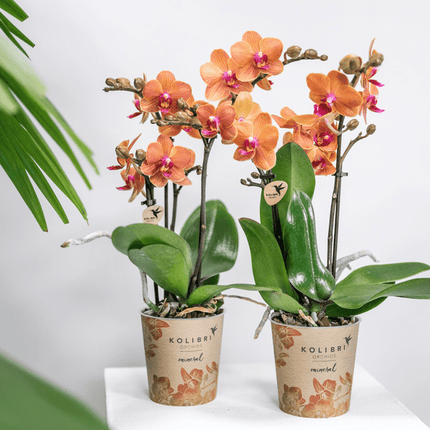 Phalaenopsis Orchideen Orange Zimmerpflanze Ø9cm – blühende Orchidee für Wohnzimmer, Büro & helle Standorte kaufen
