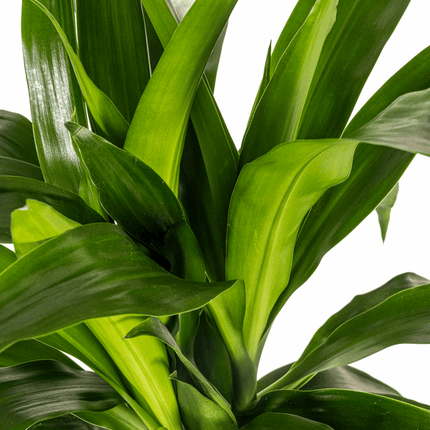 Dracaena Deremensis Lisa – Drachenbaum – Ø19cm – ↕70-90cm – Elegante Zimmerpflanze mit dunkelgrünen Blättern – Pflegeleicht & luftreinigend