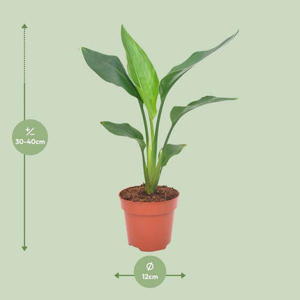 Paradiesvogelblume – Strelitzia reginae – Zimmerpflanze – Ø12cm – ↕40cm – exotische Bird of Paradise Pflanze für Wohnzimmer & Büro