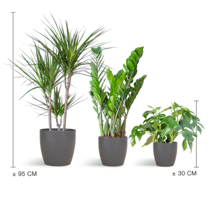 Schatten-Pflanzset – Zimmerpflanzen im Viber Topf Grau – Monstera, Zamioculcas & Dracaena – Halbschatten geeignet – Komplettset für Wohnzimmer & Büro
