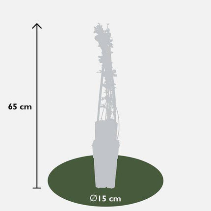 Winter-Jasmin – Jasminum nudiflorum – 3 Pflanzen – Ø15cm – ca. 65cm hoch – Winterblühende Kletterpflanze mit gelben Blüten für Garten, Zaun & Pergola