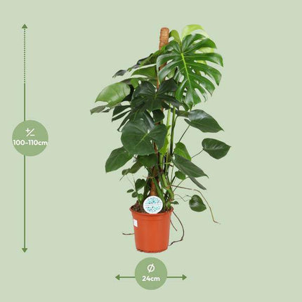 Köstliches Fensterblatt – Monstera Deliciosa – Zimmerpflanze – Ø24cm – ↕105cm – Tropische Grünpflanze mit großen dekorativen Blättern