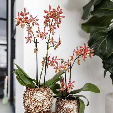 Blumentopf Safari – Ø9cm – Handgefertigter Keramik Pflanztopf – Dekorativer Übertopf für kleine Zimmerpflanzen – Stilvolle Innendeko