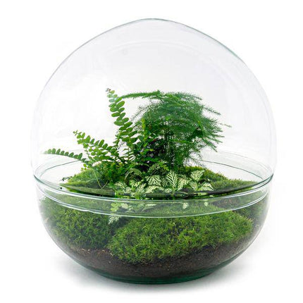Flaschengarten DIY Bausatz Terrarium Kuppel XL Ø30cm – pflegeleichter Flaschengarten im Glas, Pflanzen Terrarium für Wohnzimmer & Büro