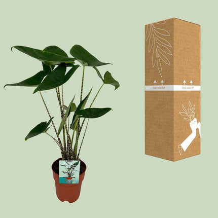 Alocasia Zebrina – Elefantenohr – Ø19cm x H75cm – Tropische Zimmerpflanze mit zebragestreiften Stielen – Exotischer Blickfang für Wohnzimmer & Büro – Pflegeleicht im Halbschatten