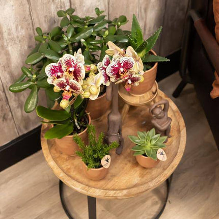 Glasierter Blumentopf Cognac Zimmerpflanze Ø12cm – blühende Orchidee für Wohnzimmer, Büro & helle Standorte kaufen