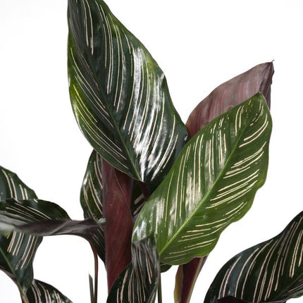 Korbmarante Calathea Ornata – Zimmerpflanze Ø14cm ca. 50cm hoch – Exotische Blattzeichnung – Pflegeleichte Zimmerpflanze für Zuhause & Büro