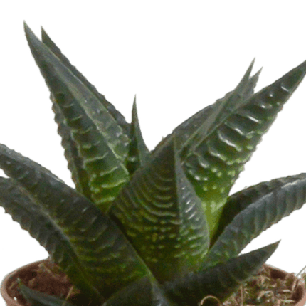Sukkulenten Mix Gasteria & Haworthia – 5 Pflanzen – Ø5,5cm Zimmerpflanzen im Terrakotta-Topf – Pflegeleichte Mini-Sukkulenten – Dekopflanzen für Fensterbank, Büro & Wohnzimmer