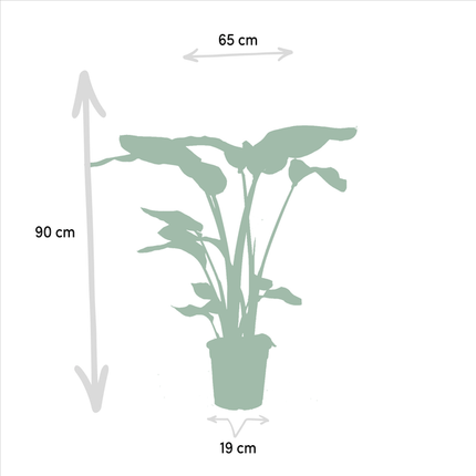 Pflanzenset Strelitzia Nicolai & Alocasia Macrorrhiza – 2 Zimmerpflanzen – Ø19cm – ↕85cm & ↕70cm Höhe – Immergrüne Blattschönheiten für Wohnzimmer & Büro