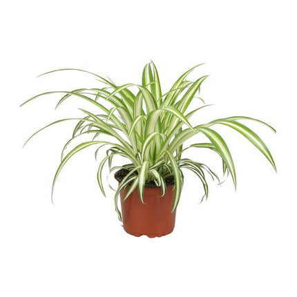 Grünlilie Chlorophytum – Ø12cm – 20-25cm hoch – Pflegeleichte Zimmerpflanze – Luftreinigend & haustierfreundlich für Wohnraum Büro & Schlafzimmer