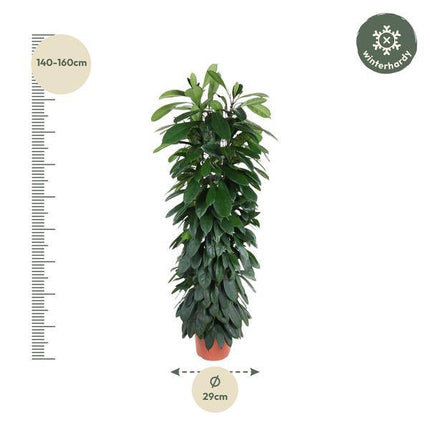 Gummibaum – Ficus Cyathistipula 150cm – Ø29cm – Elegante Zimmerpflanze mit glänzenden grünen Blättern – Immergrüne Dekopflanze für Wohnzimmer, Büro & Wintergarten – Pflegeleicht