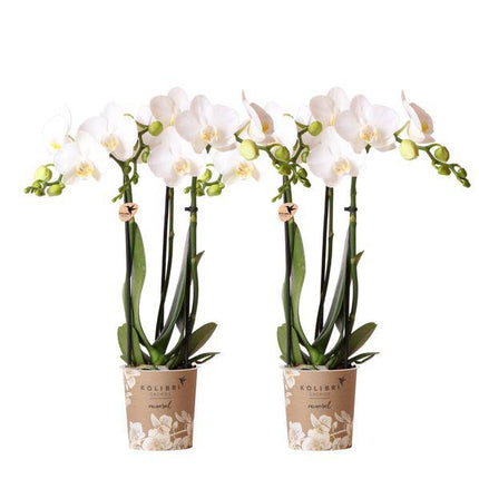 Weiße Phalaenopsis Orchideen – Amabilis – 2 Pflanzen – Blühende Zimmerpflanze Ø9cm – Multiflora-Orchidee mit 2–3 Zweigen