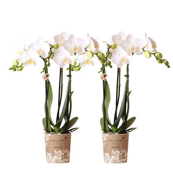 Weiße Phalaenopsis Orchideen – Amabilis – 2 Pflanzen – Blühende Zimmerpflanze Ø9cm – Multiflora-Orchidee mit 2–3 Zweigen