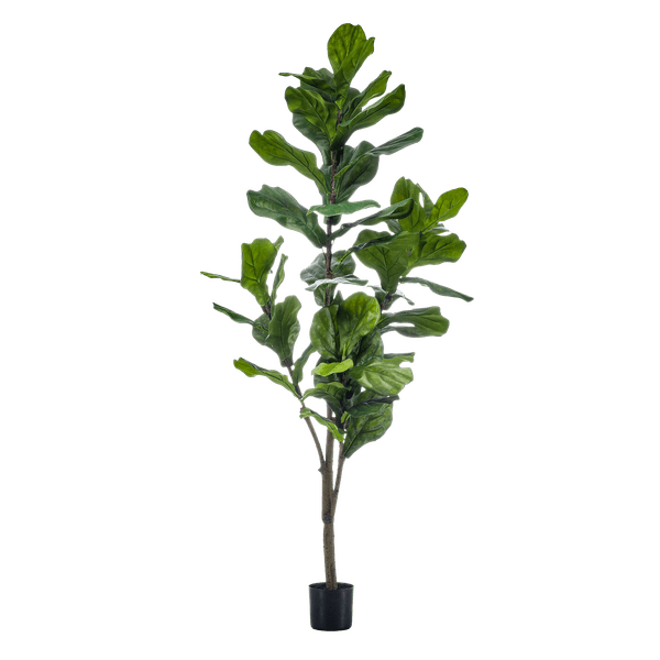 Kunstpflanze Ficus Lyrata – Geigen-Feige – 150 cm – Pflegeleicht & realistisch – Perfekt für Wohnzimmer & Büro