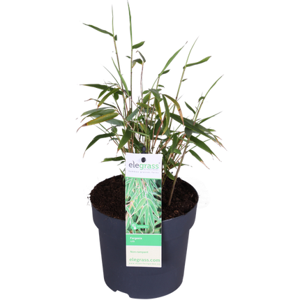 Schirmbambus Fargesia rufa – Kompakter, winterharter Bambus – Ø14cm – ca. 40cm Höhe – Ideal für Garten, Balkon & Teichgestaltung