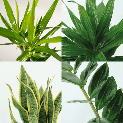 Pflanzkasten Easy – 4 pflegeleichte Zimmerpflanzen – Sansevieria, Yucca, Zamioculcas & Dracaena – Verschiedene Höhen 40-85cm – Ø14 – Ø17