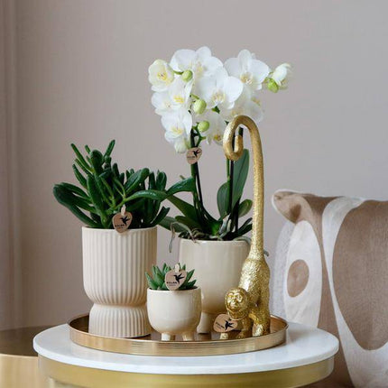 Pflanzenset Luxury Living – Weiße Phalaenopsis-Orchidee Amabilis + Sukkulenten – Travertin Keramik-Ziertöpfe – Inkl. verspieltem Affenzubehör – Trendiges Indoor-Deko-Set