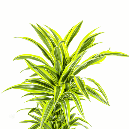 Drachenbaum Dracaena Deremensis Lemon Lime – Ø24cm – ↕130-150cm – Exotische Zimmerpflanze mit grün – gelben Blättern – Pflegeleicht & luftreinigend