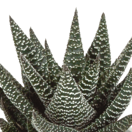 Sukkulenten Mix Gasteria & Haworthia – 3 Pflanzen – Ø8,5cm Zimmerpflanzen im Terrakotta-Topf – Verschiedene Mini-Sukkulenten – Pflegeleichte Pflanzen für Fensterbank, Büro & Wohnzimmer