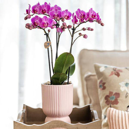 Phalaenopsis Orchidee Rosa – Sorte El Salvador – inkl. Ziertopf Diabolo Rosa Ø9cm – 2–3 Blütenzweige – Elegante Zimmerpflanze im dekorativen Übertopf – Pflegeleicht & dekorativ