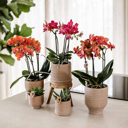 Rote Phalaenopsis Orchidee Congo mit 2-3 Stielen im Bali Ziertopf Sand Ø9cm – Exotische Zimmerpflanze im ethnischen Design für Wohnzimmer Büro Deko