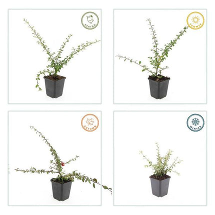 Teppichmispel Cotoneaster suecicus 'Coral Beauty' – ↕10-25cm – Ø9cm – 6 Pflanzen – Winterharter Bodendecker – Niedrig wachsend – Sonne & Schatten – Pflegeleicht