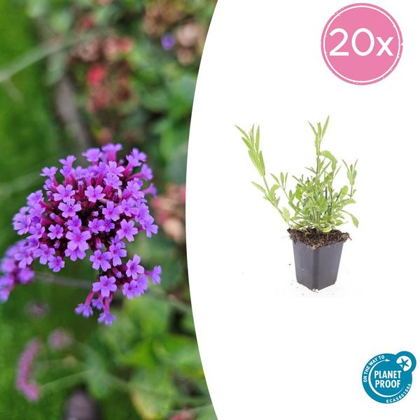 Eisenkraut Verbena bonariensis – 20 Pflanzen – Staude 10–25 cm – Ø9 cm – Lila Blüten – Schmetterlings- & Bienenfreundlich – Sonne