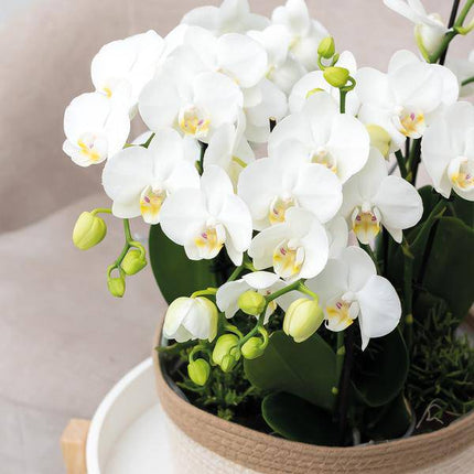 Schilfkorbschale Weiß – Ø30cm – Dekorativer Weidentopf aus Baumwollgeflecht – Handgefertigt – Für Orchideen & Grünpflanzen – Natur-Look mit weißen Details