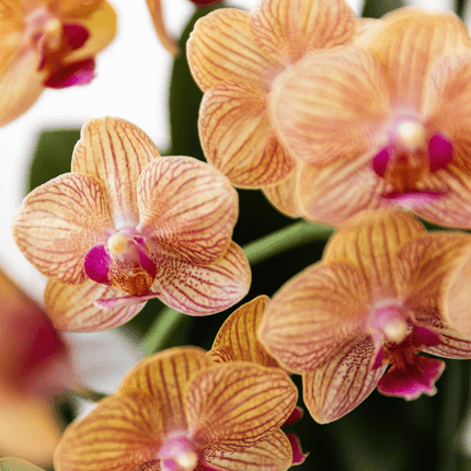 Phalaenopsis Orchidee Bozen Orange – Zimmerpflanze Ø9cm – inkl. Painted Stripe Topf Orange – Exotische Orchidee mit 2–3 Blütenstielen – Dekorative Blütenpflanze für Wohnzimmer & Büro