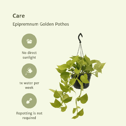 Efeutute – Epipremnum Golden Pothos – Scindapsus – Zimmerpflanze – Ø15cm – ca. 25cm hoch – 2 Pflanzen – pflegeleichte Kletter- & Hängepflanze für Zuhause & Büro