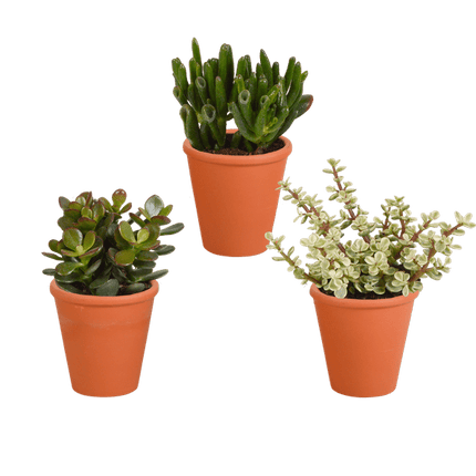 Crassula Mix – Dickblatt 3 Pflanzen – Ø8,5cm Zimmerpflanzen im Terrakotta-Topf – Verschiedene Sukkulenten im mediterranen Tontopf – Pflegeleichte Pflanzen für Fensterbank, Büro & Wohnzimmer