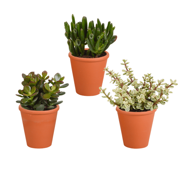 Crassula Mix – Dickblatt 3 Pflanzen – Ø8,5cm Zimmerpflanzen im Terrakotta-Topf – Verschiedene Sukkulenten im mediterranen Tontopf – Pflegeleichte Pflanzen für Fensterbank, Büro & Wohnzimmer