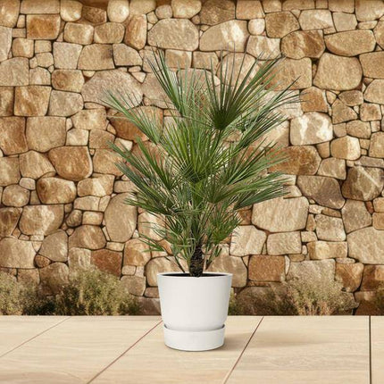 Grüne Zwergpalme – Chamaerops Humilis 150cm – Ø30cm – Europäische frostbeständige Palme – Mediterrane Zimmer- & Gartenpflanze für Innen- und Außenbereiche