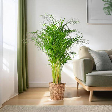 Areca-Palme Dypsis – Goldfruchtpalme – Zimmerpflanze – 120 cm – Ø24 cm – inkl. Pflanzkorb Torun – Luftreinigende Palme für Wohnzimmer und Büro