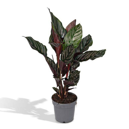 Korbmarante Calathea Ornata – Zimmerpflanze Ø14cm ca. 50cm hoch – Exotische Blattzeichnung – Pflegeleichte Zimmerpflanze für Zuhause & Büro