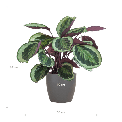 Calathea Medaillon 65cm – Korbmarante Zimmerpflanze Ø21cm im grauen Viber Topf – tropische Grünpflanze mit dekorativen Blättern