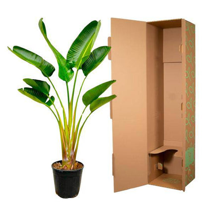 Baum-Strelitzie – Strelitzia Augusta – ca. 160cm hoch – Ø24cm – Exotische Zimmerpflanze mit großen Blättern – Weißer Paradiesvogel mit eleganter Fächerform – Tropische Grünpflanze für Wohnzimmer & Büro
