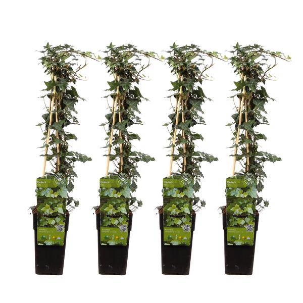 Gemeiner Efeu – Hedera helix – 4 Pflanzen – Ø15cm – ca. 65cm hoch – Winterharte immergrüne Kletterpflanze für Garten, Pergola, Zaun & Fassadenbegrünung