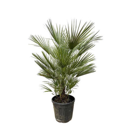 Grüne Zwergpalme – Chamaerops Humilis 150cm – Ø30cm – Europäische frostbeständige Palme – Mediterrane Zimmer- & Gartenpflanze für Innen- und Außenbereiche