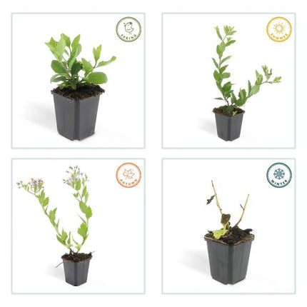 Wild-Aster Aster ageratoides 'Asran' – ↕10-25cm – Ø9cm – 12 Pflanzen – Herbstblüher für Sonne – Reichblühende Staude für Garten & Balkon