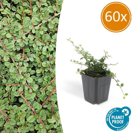 Cotoneaster prostratus 'Königin der Teppiche' – Teppichmispel – Ø9cm – ↕10-25cm – 60 Pflanzen – Robuster Bodendecker mit Blüten & Beeren