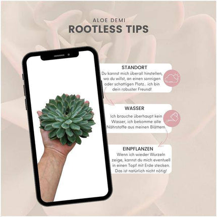 Sukkulente – Echeveria pulidonis ROOTLESS – Ø12–14cm – Zimmerpflanze ohne Wurzeln – Pflegeleichte Schnitt-Sukkulente als Tischdeko & Geschenkidee