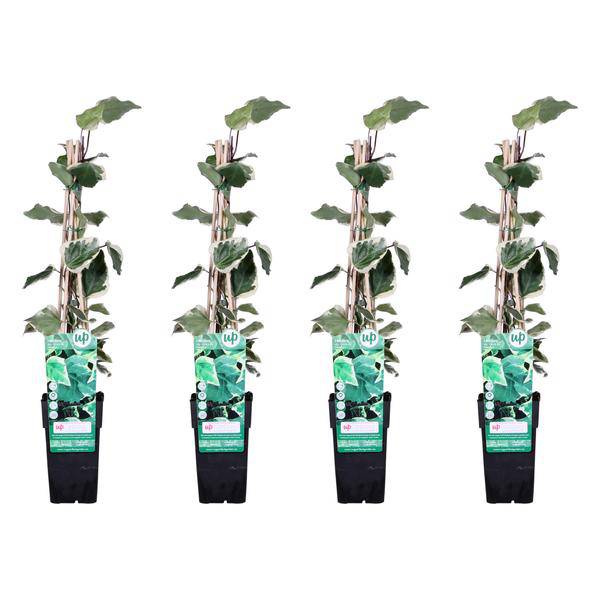 Bunter Efeu – Hedera algeriensis 'Gloire de Maren' – 4 Pflanzen – ca. 65 cm hoch – Ø15 cm-Topf – Winterharte & Immergrüne Kletterpflanze für Garten, Balkon & Innenbereich