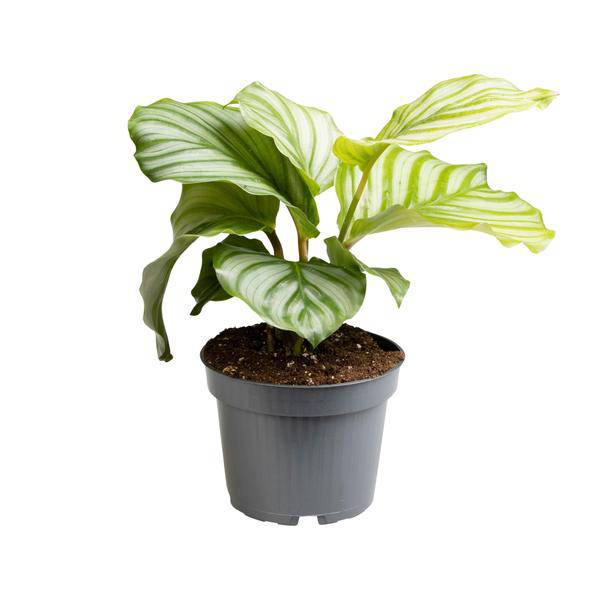 Korbmarante – Calathea Orbifolia – Zimmerpflanze – Ø12cm  – ca. 25cm hoch – dekorative Grünpflanze mit einzigartigen Blattmustern – pflegeleicht für Wohnung & Büro