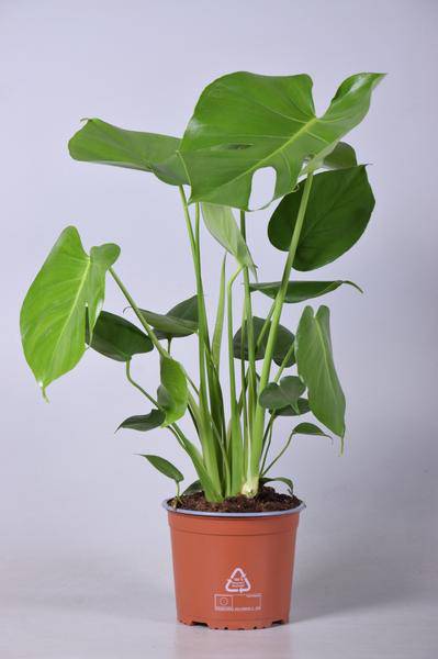 Monstera Deliciosa – Köstliches Fensterblatt – Ø17cm – 60cm hoch – Zimmerpflanze mit typischen Blattfenstern – Urban Jungle Klassiker – Pflegeleicht & dekorativ