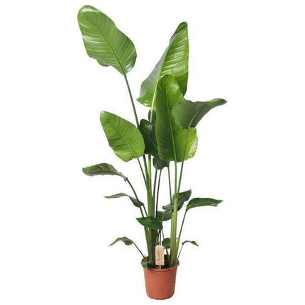 Baum – Strelitzie Strelitzia Nicolai Zimmerpflanze Ø21cm ↕130cm – tropische Grünpflanze für Wohnzimmer, Büro & helle Standorte kaufen